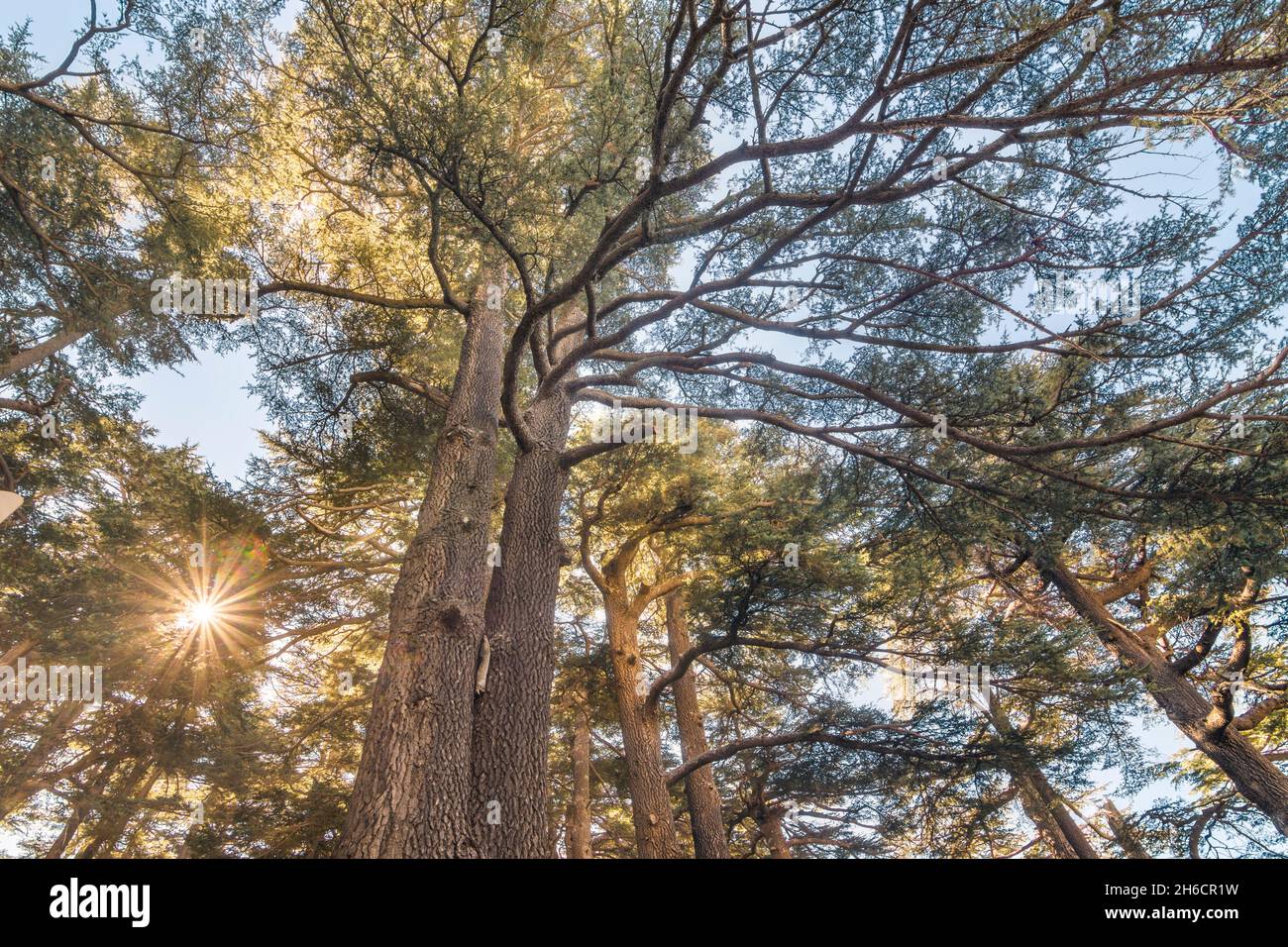 Vue de dessous des arbres de Cedrus libani dans la forêt des Cedars de Dieu avec des rayons du soleil, Arz, Bsharri, Liban Banque D'Images