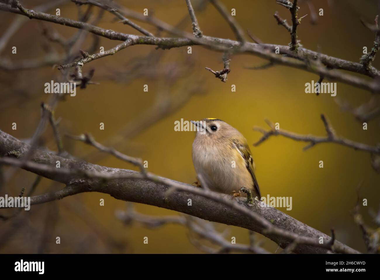 Magnifique oiseau de Goldcrest assis sur la branche de l'arbre sur fond jaune automne nature Banque D'Images