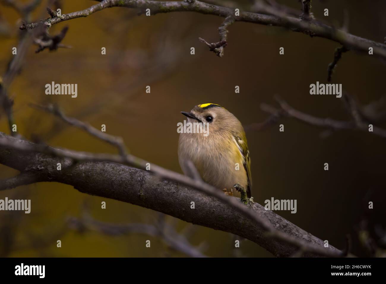 Magnifique oiseau de Goldcrest assis sur la branche de l'arbre sur fond jaune automne nature Banque D'Images