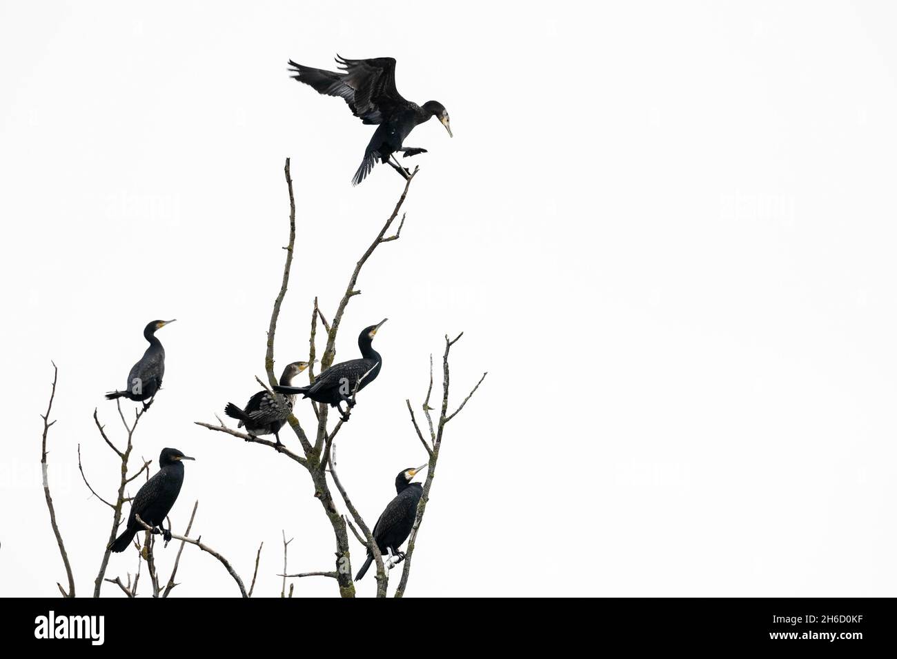 Sabots de forêt, Allemagne.13 novembre 2021.Cormorans sur un arbre, pris à Waldhufen, le 13 novembre 2021.Copyright: Florian Gaertner/photothek.de crédit: dpa/Alay Live News Banque D'Images