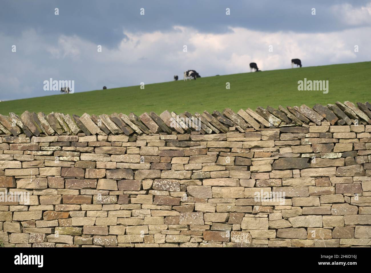 Le mur en pierre sèche, propre et bien fait, brille sous la lumière du soleil, tandis qu'un groupe de bovins frisons Holstein broutent l'herbe en arrière-plan sous des nuages sombres Banque D'Images
