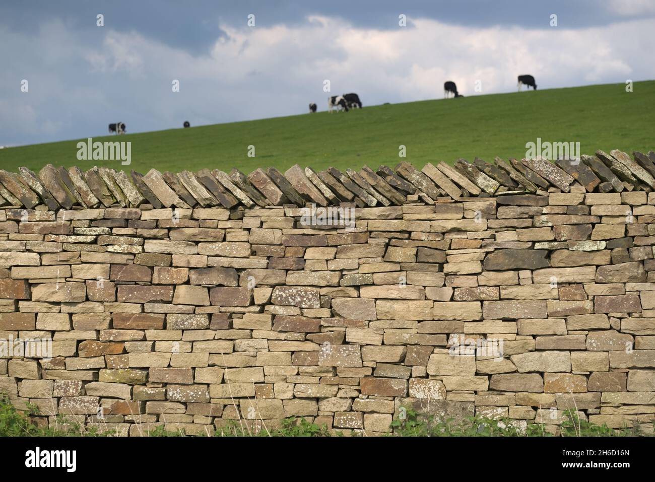 Les vaches laitières se broutent en arrière-plan derrière ce mur en pierre sèche bien structuré.Les plantes et les mauvaises herbes poussent à la base du mur, et l'herbe est succulente Banque D'Images