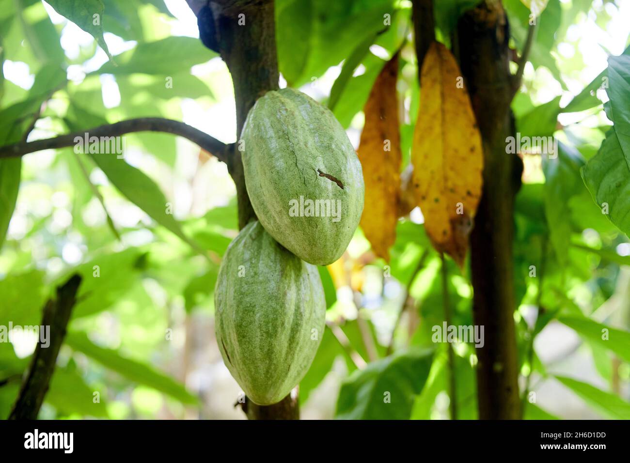 Fruits de cacao fres bio sur branche d'arbre Banque D'Images