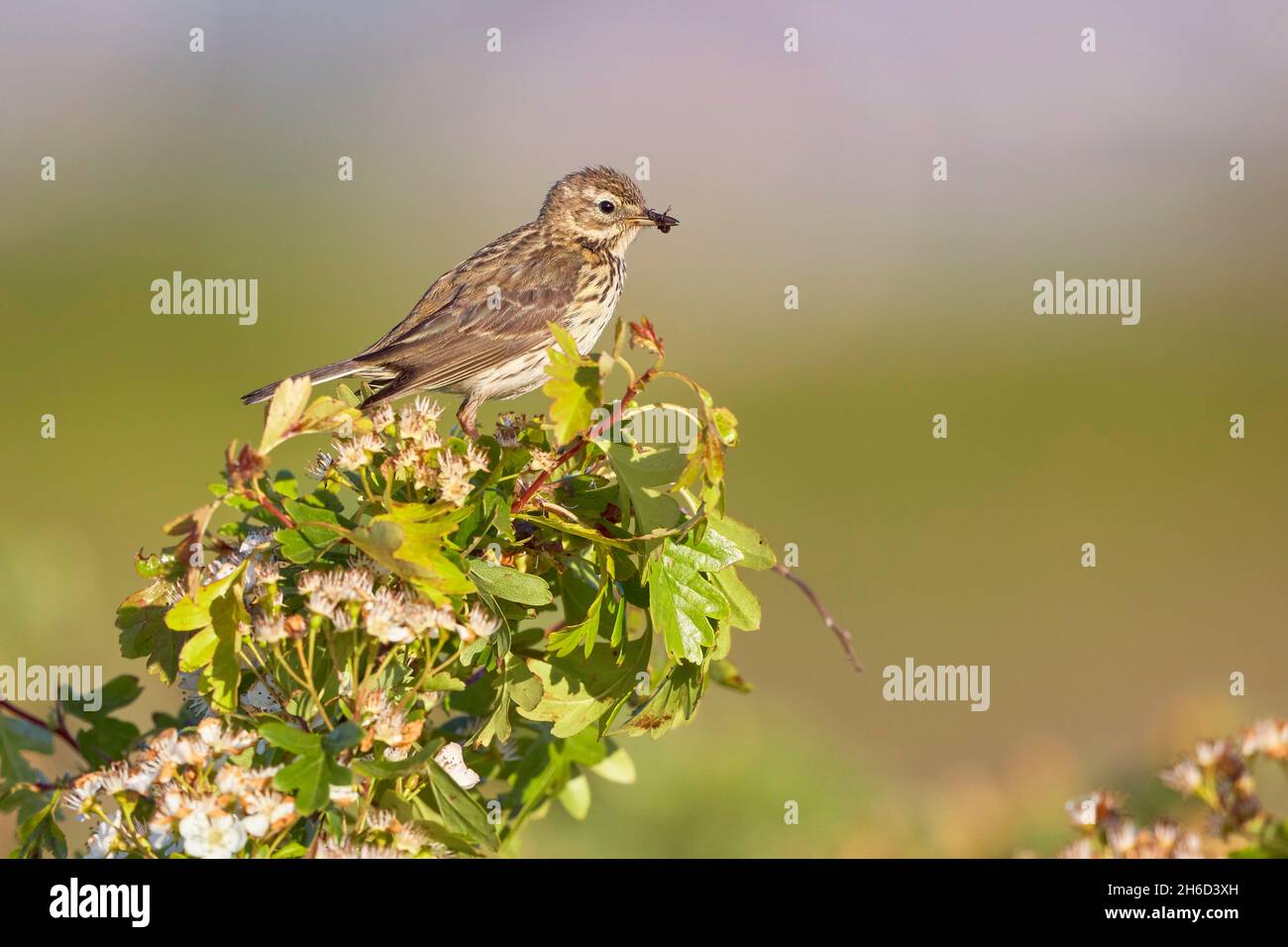 Prairie pipit Anthus pratensis, adulte reposant avec une araignée dans le bec, Bournemouth, mai Banque D'Images