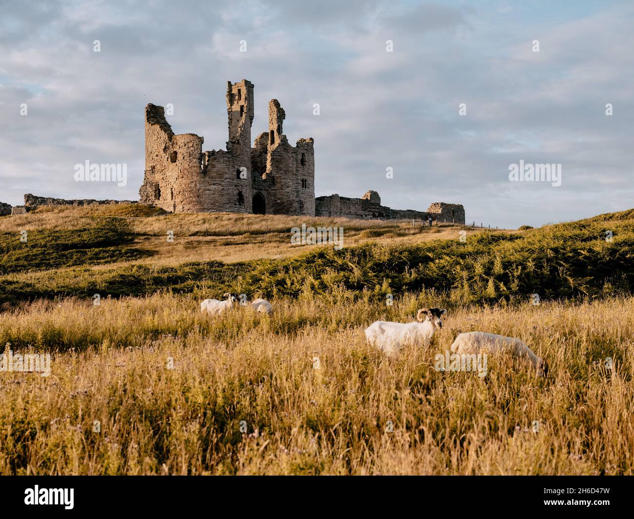 Moutons dans les pâturages d'été paysage de prairie du château de Dunstanburgh - ruine du XIVe siècle à Craster Northumberland Angleterre Royaume-Uni - accent sur le château Banque D'Images