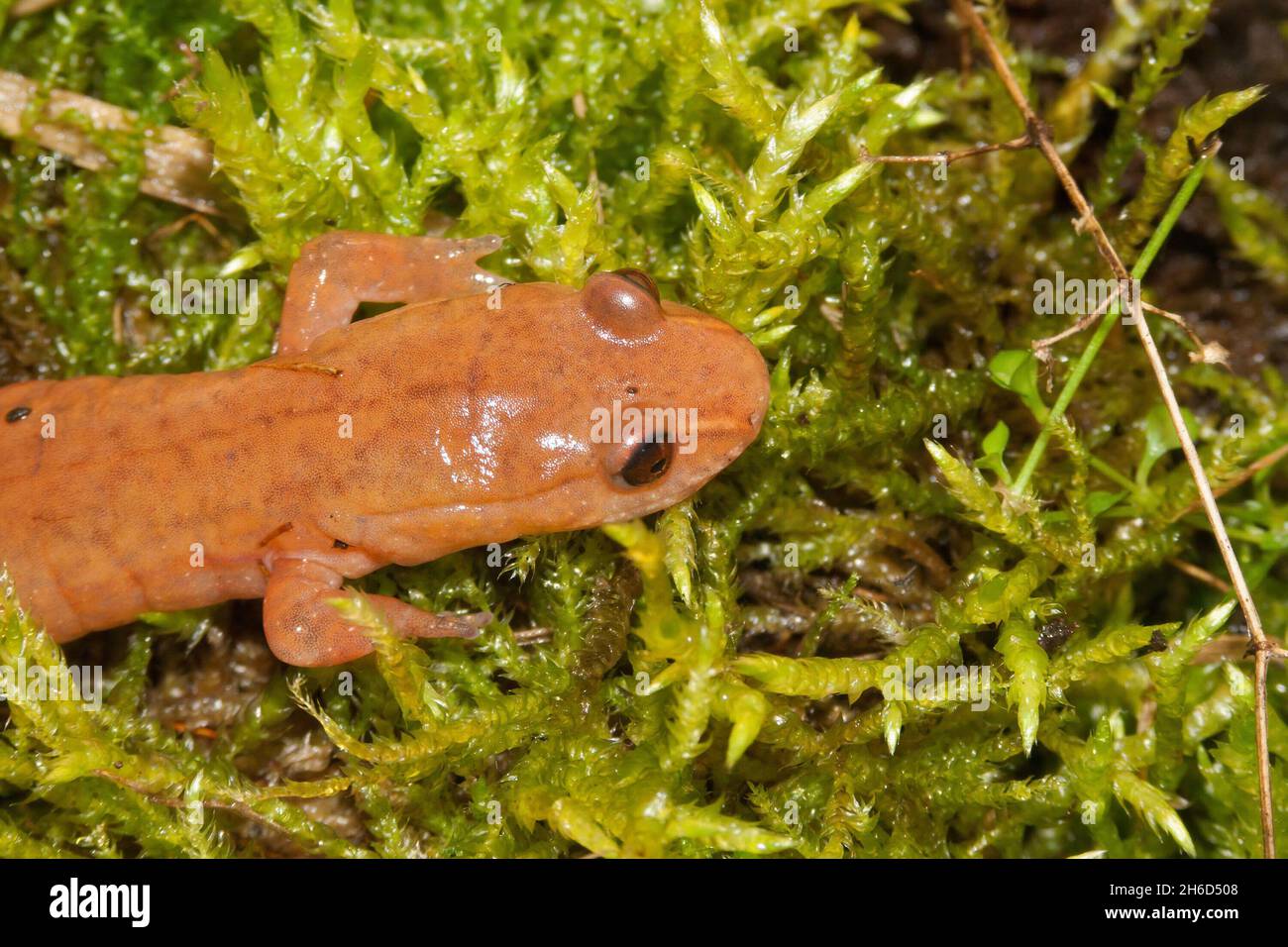 Gros plan de la salamandre printanière, Gyrinophilus porphyriticus po Banque D'Images
