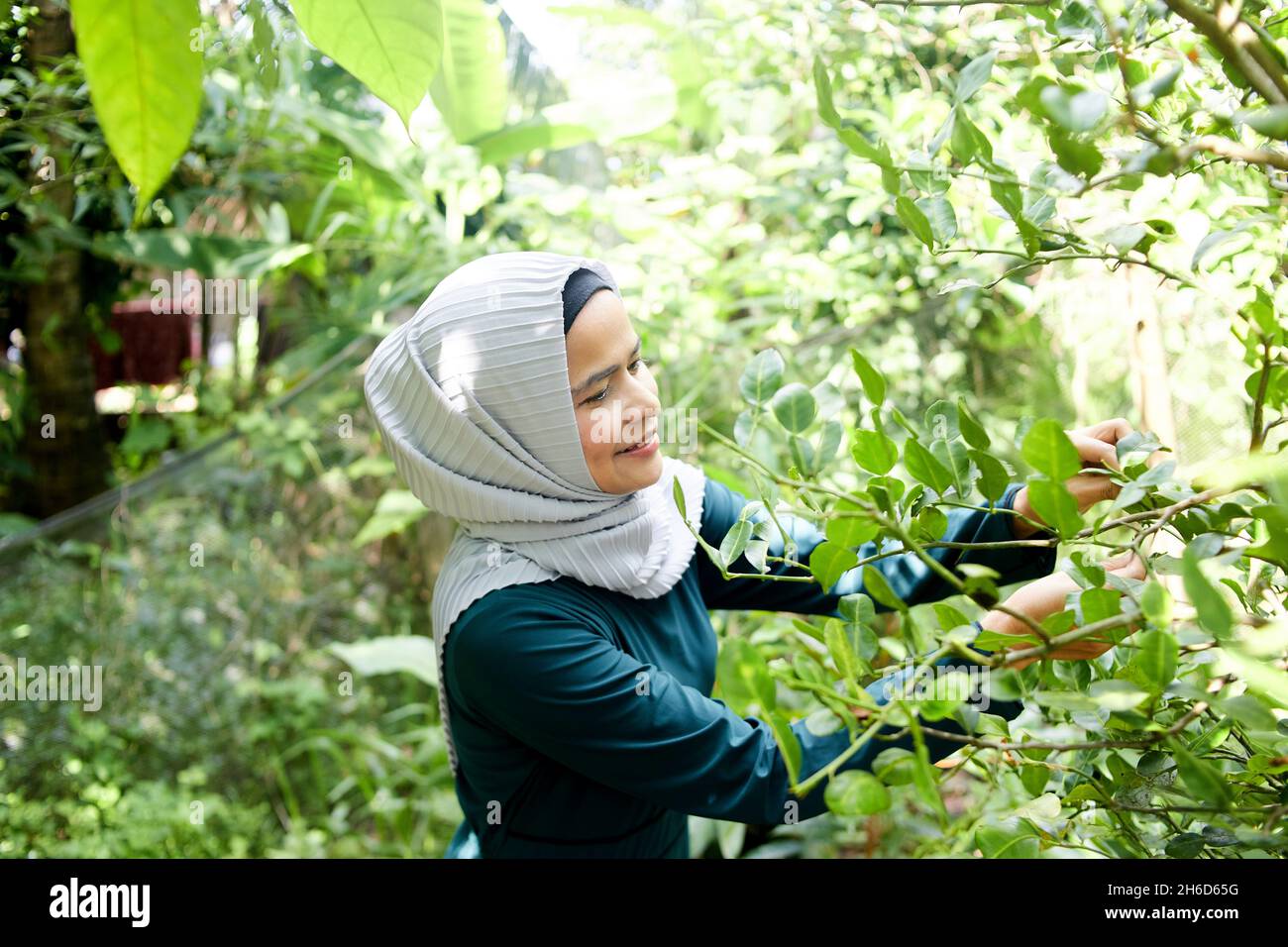 Femme musulmane dans le hijab cueillant des feuilles de caffir dans le jardin Banque D'Images