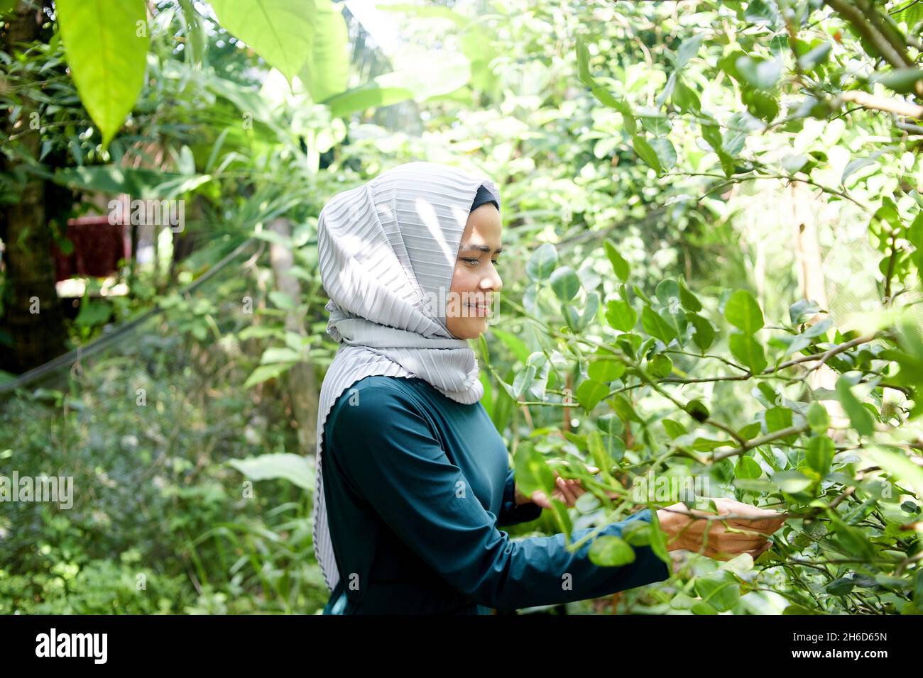 Femme musulmane dans le hijab cueillant des feuilles de caffir dans le jardin Banque D'Images