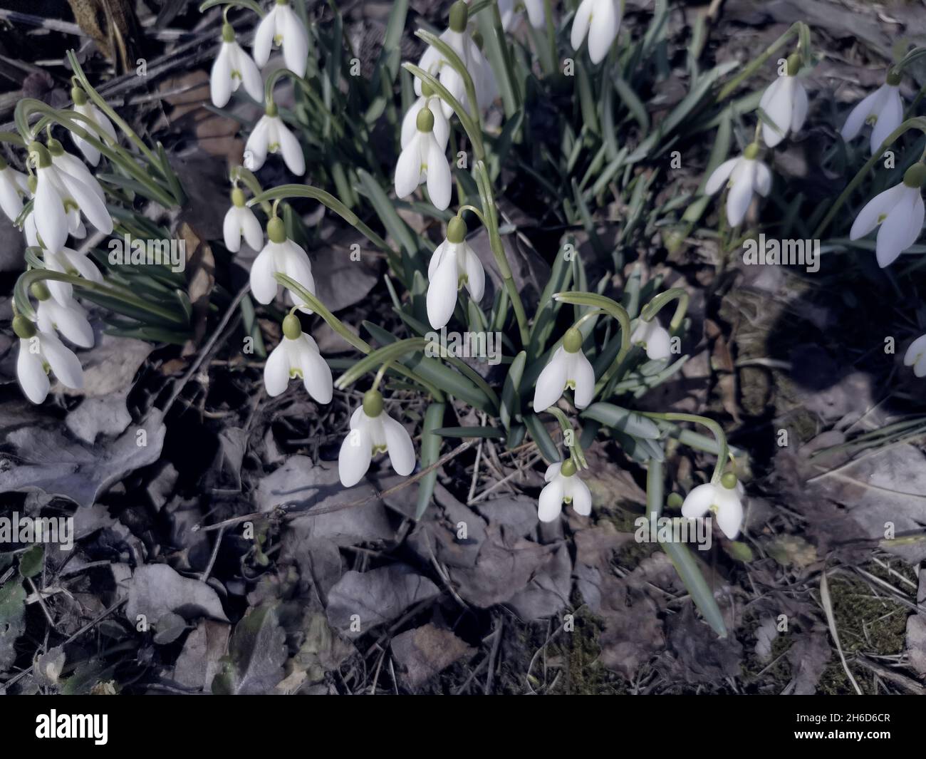 Fleurs blanches et de bourgeons de perce-neige entre une herbe verte. Banque D'Images