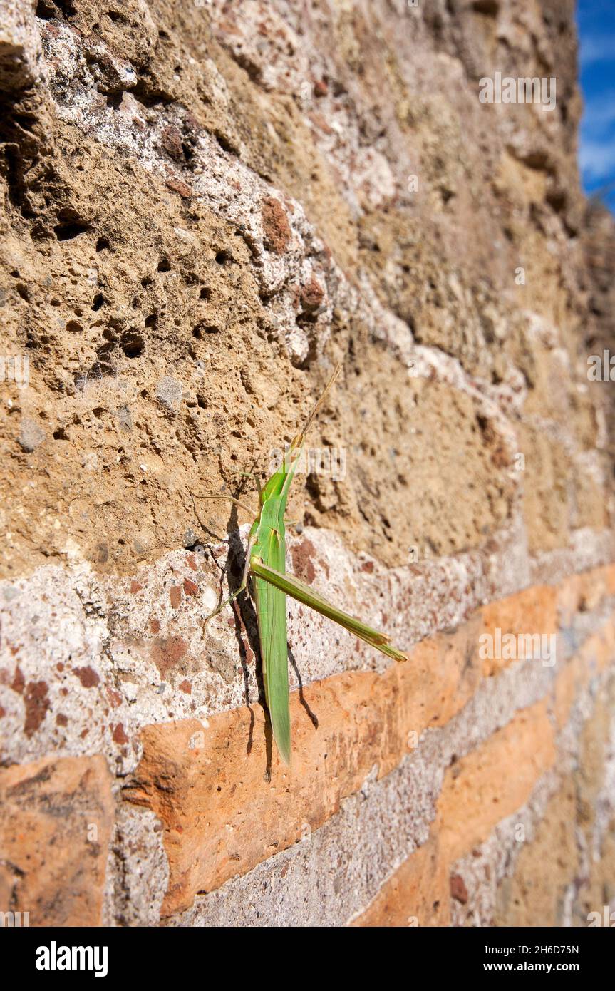 Sauterelle à nez, sauterelle à tête conique, sauterelle à tête oblique (Acrida ungarica), Parc des aqueducs (Parco degli Acquedotti), Rome, Latium, Italie Banque D'Images