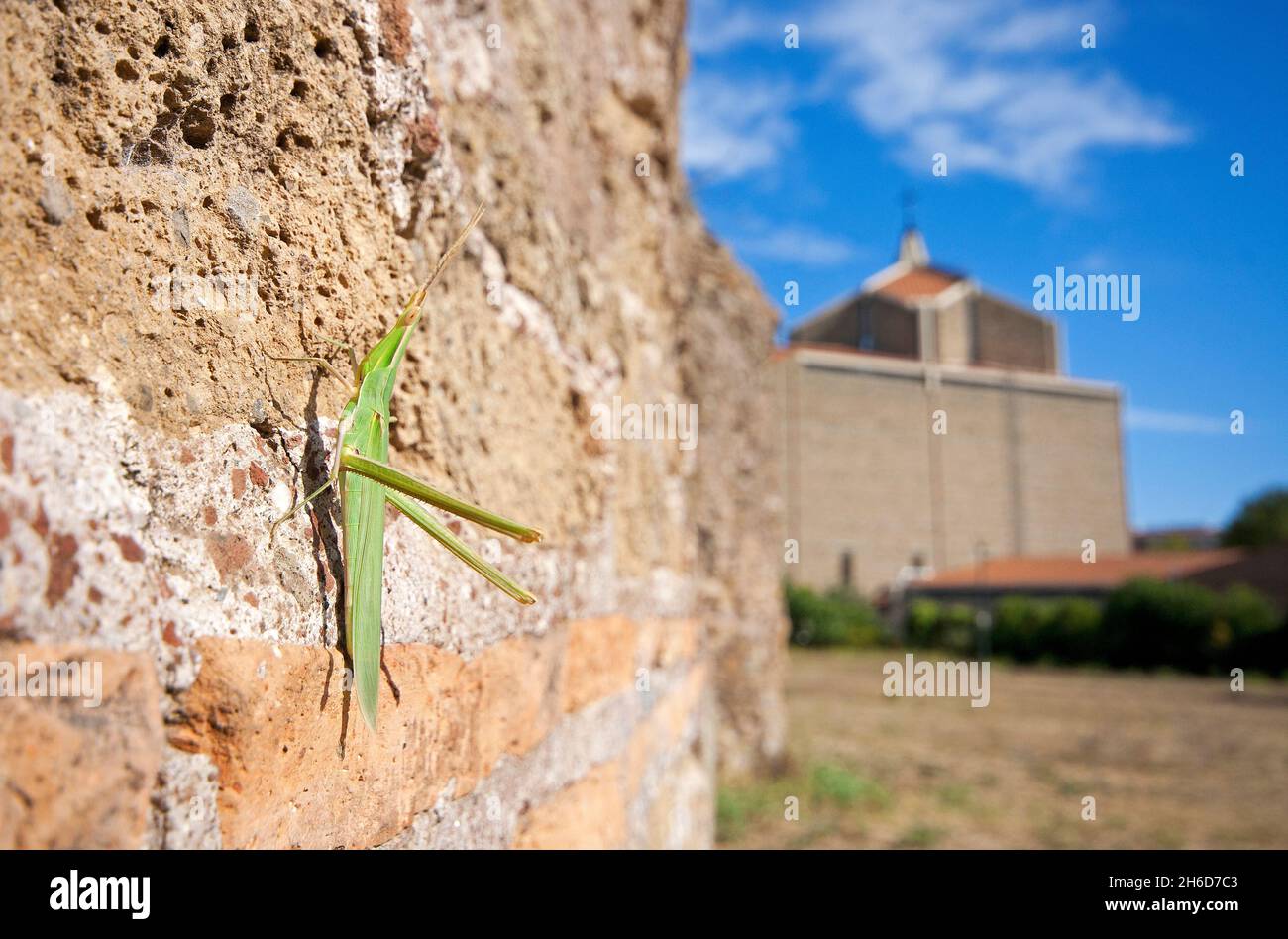 Sauterelle à nez, sauterelle à tête conique, sauterelle à tête oblique (Acrida ungarica), Parc des aqueducs (Parco degli Acquedotti), Rome, Latium, Italie Banque D'Images