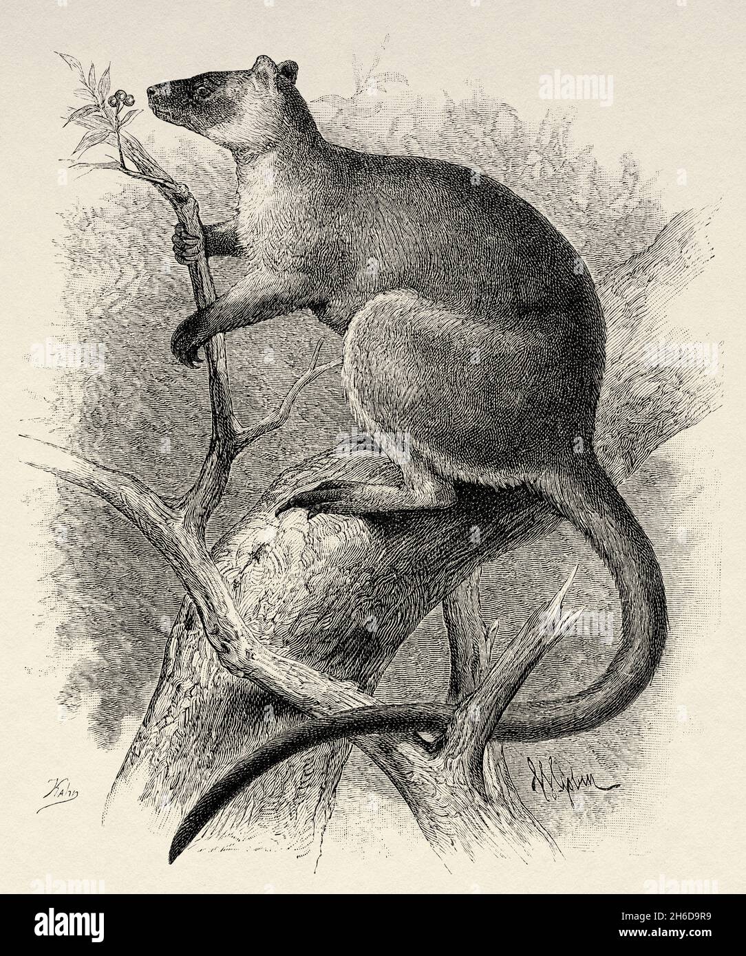 Dendrolagus lumholtzi est une espèce de diprotodo marsupial de la famille des Macropodidae.C'est un kangourou qui vit dans les forêts tropicales du plateau d'Atherton, dans le Queensland, en Australie.Ancienne illustration gravée du XIXe siècle, Voyage en Australie du Nord-est par Carl Lumholtz 1880-1884 du Tour du monde 1889 Banque D'Images