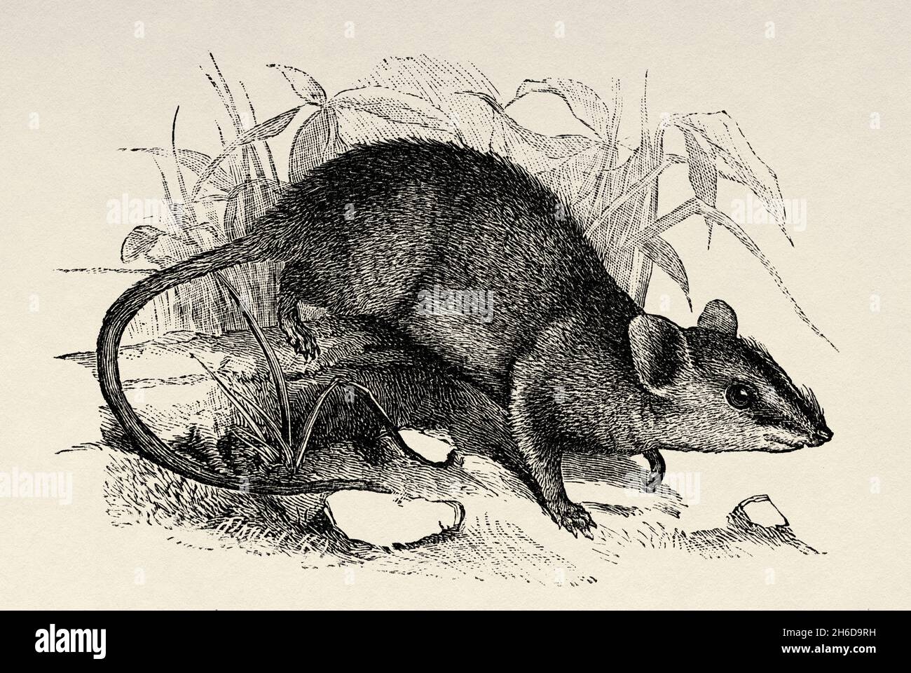 Le dunnart aux joues rouges (Sminthopsis virginiae) marsupial Australasien.Queensland, Australie.Ancienne illustration gravée du XIXe siècle, Voyage en Australie du Nord-est par Carl Lumholtz 1880-1884 du Tour du monde 1889 Banque D'Images