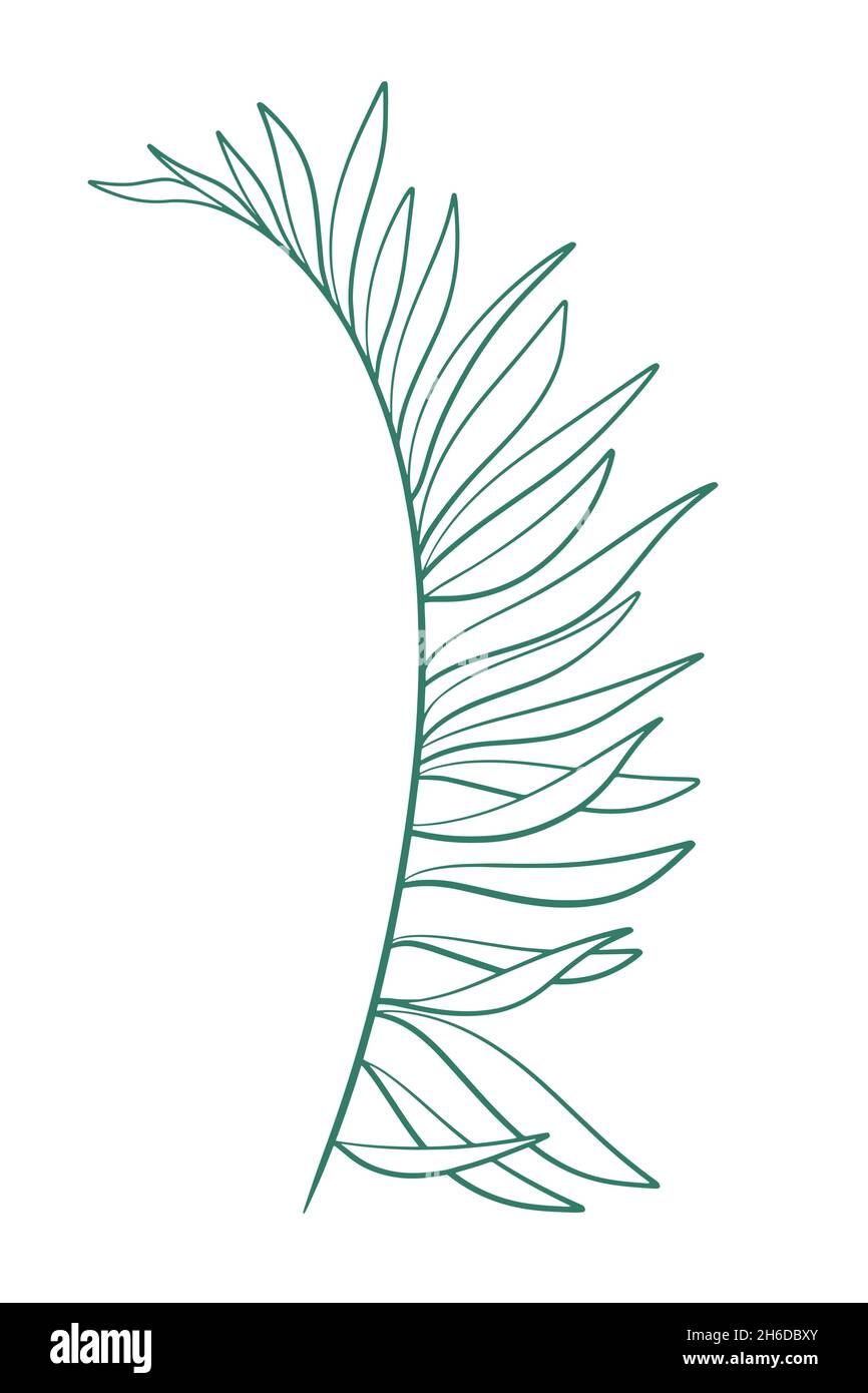 Branche allongée avec des feuilles longues illustration vectorielle isolée.Branche botanique à feuilles caduques, art de la ligne, élément naturel, décoration. Illustration de Vecteur