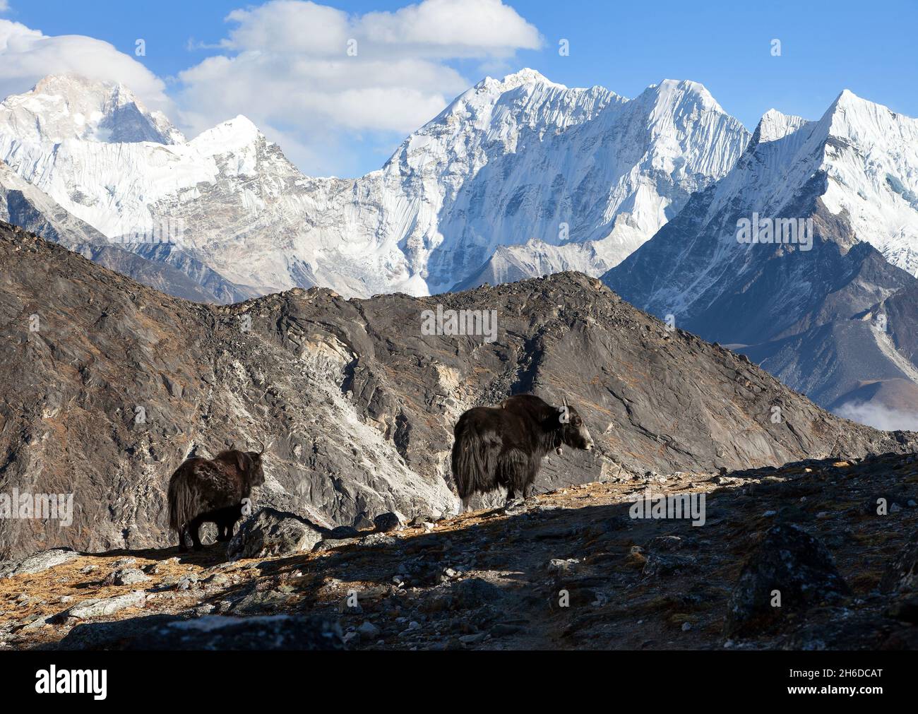 yak, groupe de deux yaks sur le chemin du camp de base de l'Everest, Népal Himalaya Yak est ferme et caravane d'animaux au Népal et au Tibet Banque D'Images