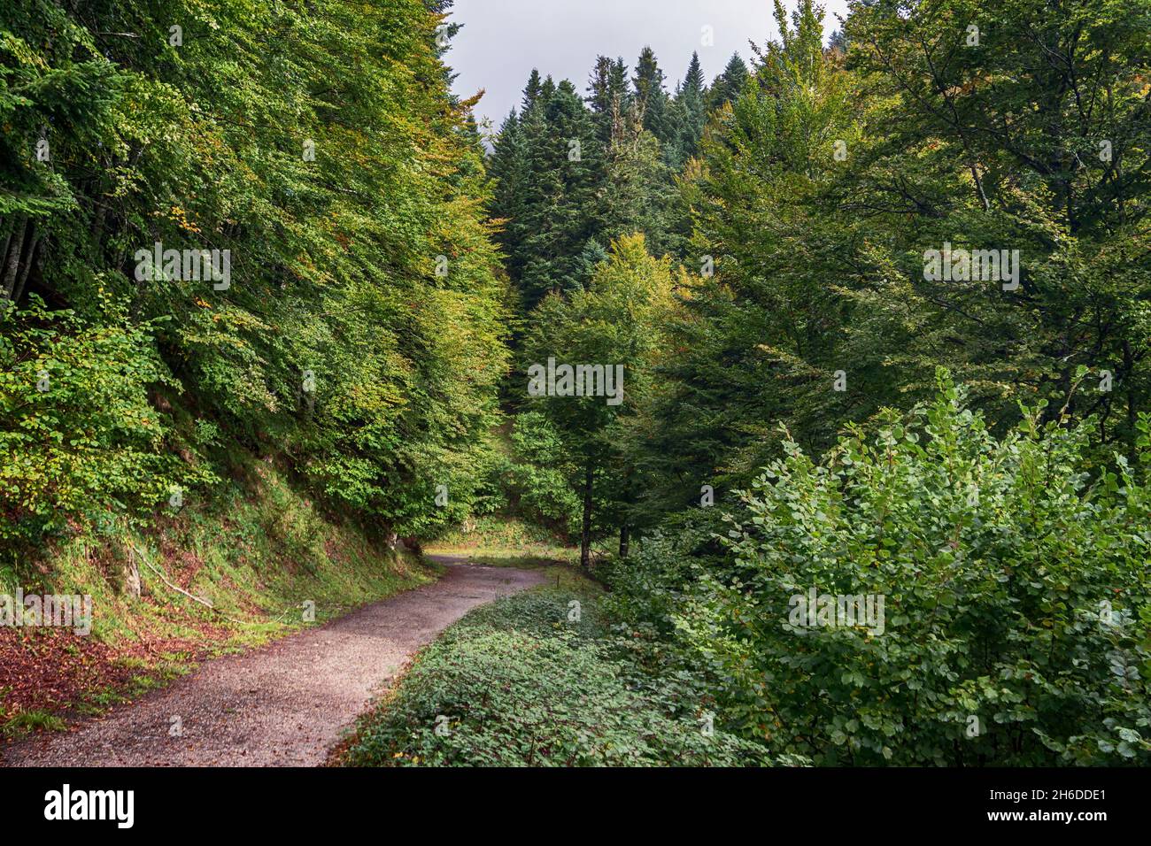 Paysage de forêt d'automne incroyable.Forêt d'Irati à Navarre.Espagne Banque D'Images