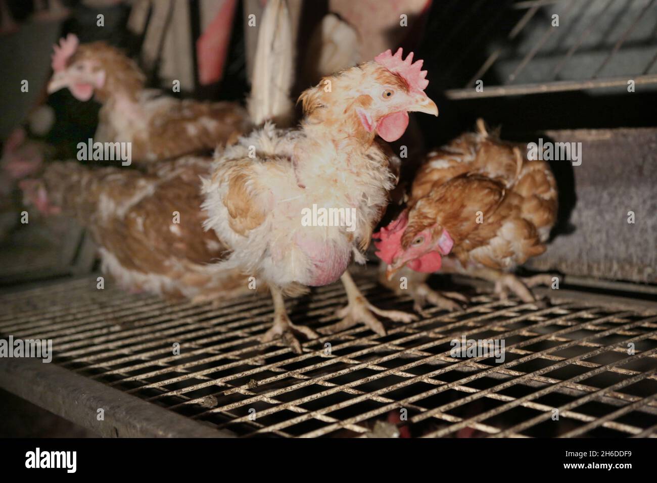 Volaille domestique (Gallus gallus F. domestica), poules pondeuses dans une ferme de batterie, reproduction à l'intérieur Banque D'Images