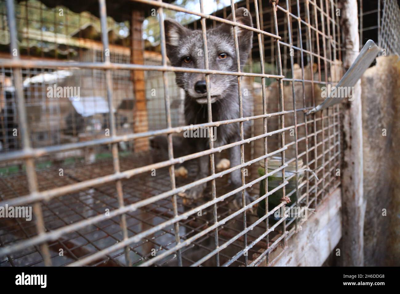 Renard roux (Vulpes vulpes), renard gris dans une ferme à fourrure, Pologne Banque D'Images