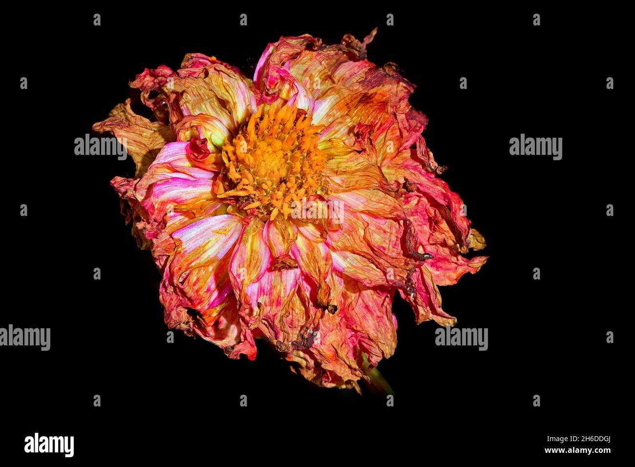 georgina (Dahlia hortensis, Dahlia x hortensis), tête de fleur garée Banque D'Images