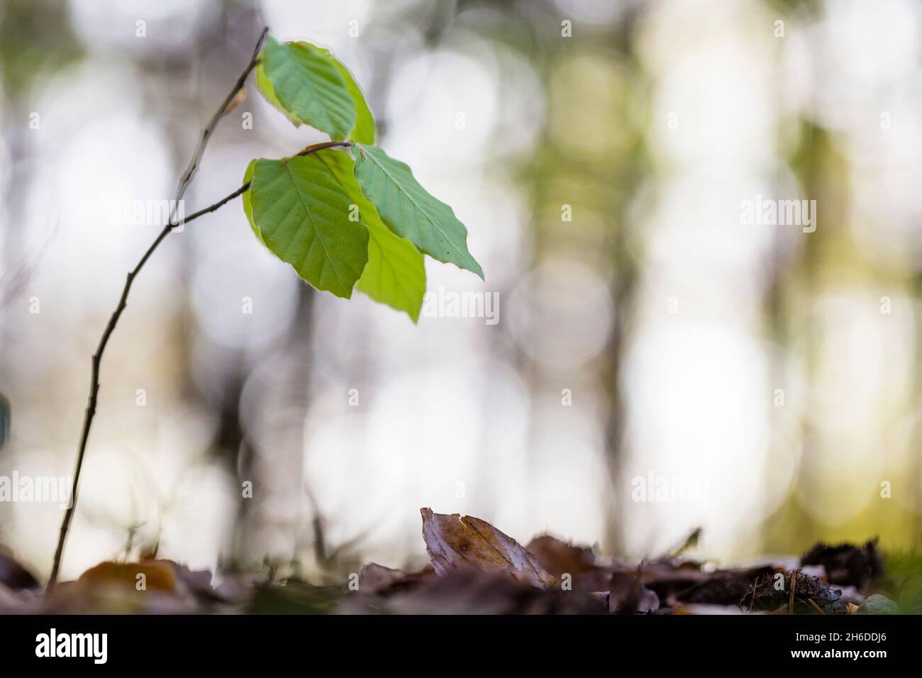 Hêtre commun (Fagus sylvatica), jeune plantule sur fond forestier au printemps, arbre de l'année 2022, Allemagne, Odenwald Banque D'Images