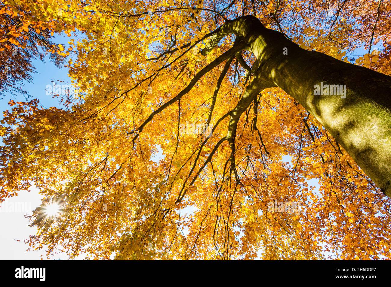 Hêtre commun (Fagus sylvatica), vue sur le sommet d'un hêtre aux — free download