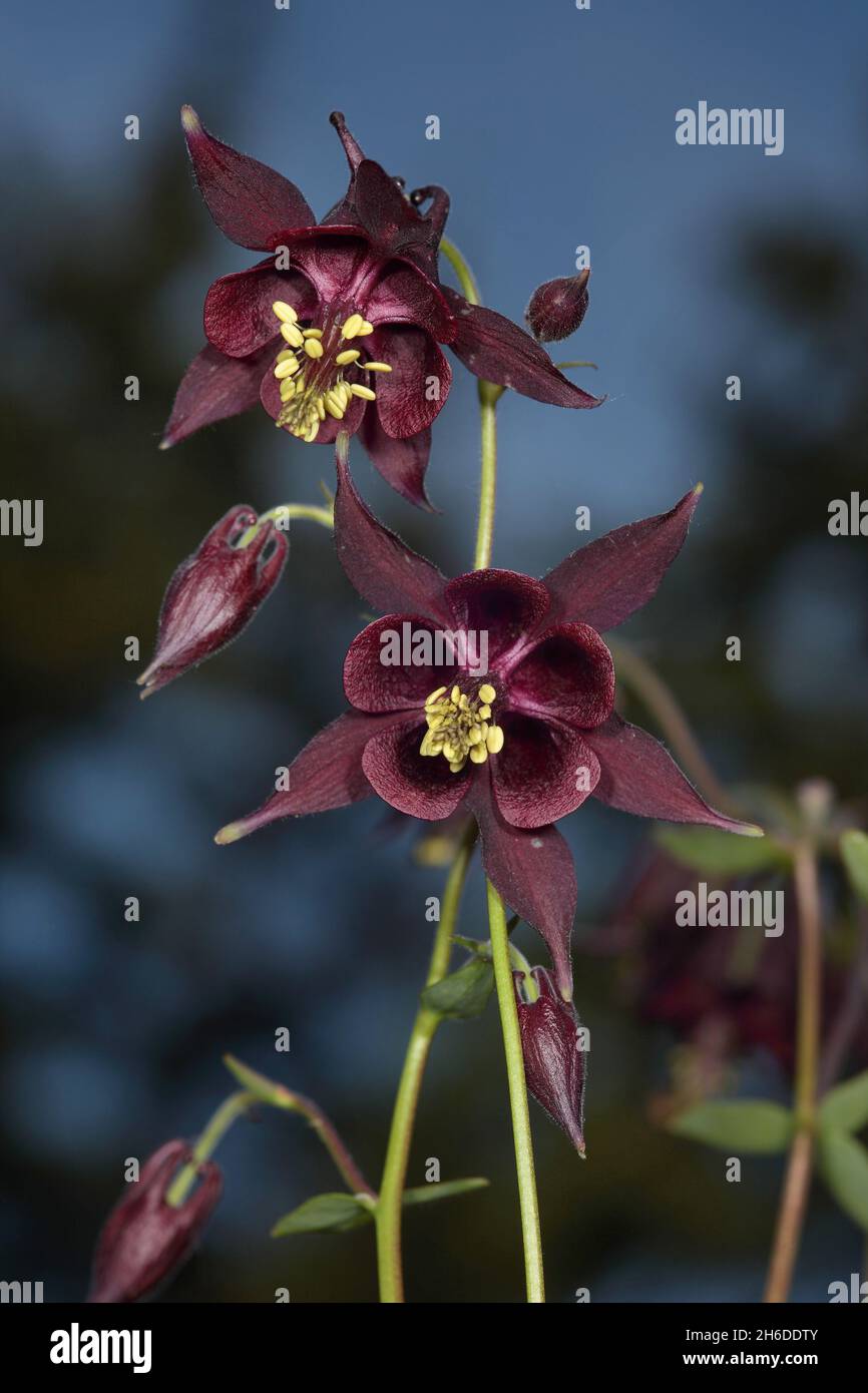 Dark columbine, Granny's bonnet, Dark Red Columbine (Aquilegia atrata), fleurs, Allemagne Banque D'Images