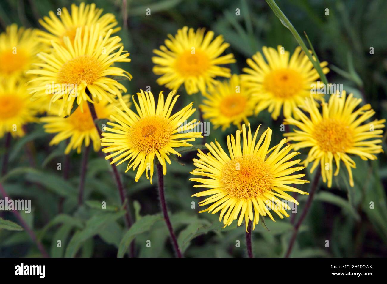 fleabane irlandais (Inula salicina), têtes de fleurs, Allemagne Banque D'Images
