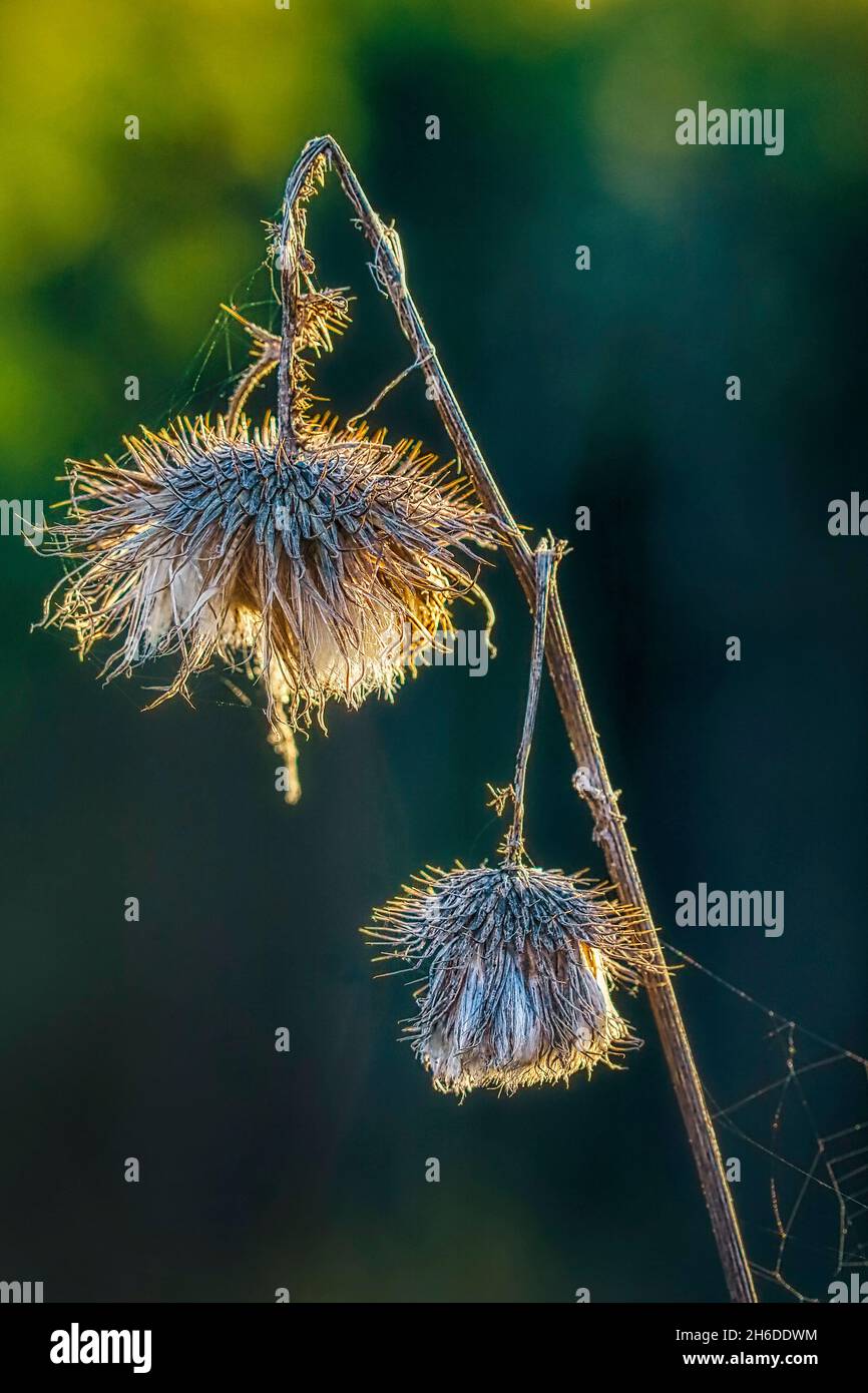 Chardon-Marie, chardon-Marie, chardon-Marie (Cirsium vulgare, Cirsium lanceolatum), têtes de fleurs flétrissées, Allemagne, Rhénanie-du-Nord-Westphalie Banque D'Images