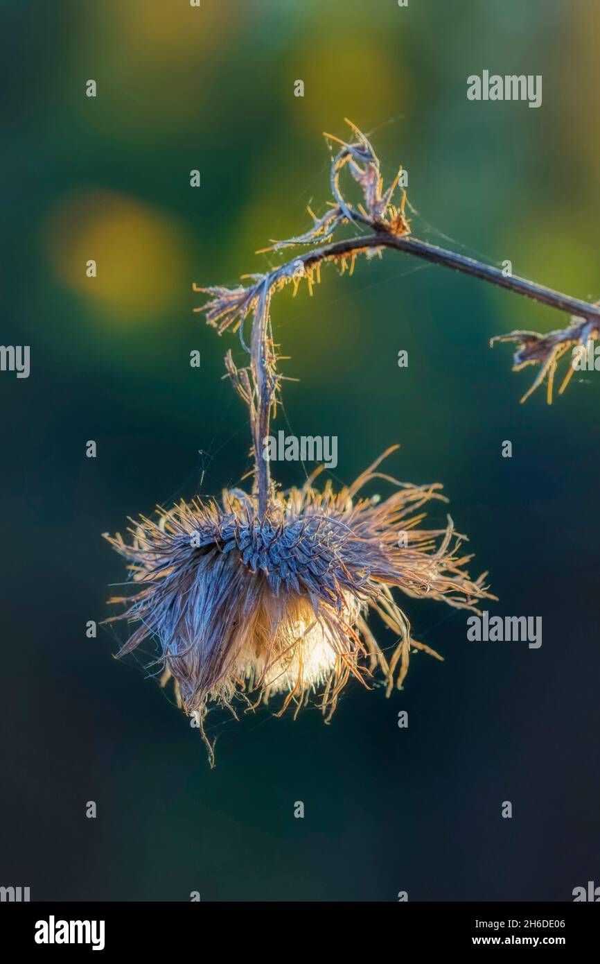 Chardon-Marie, chardon-Marie, chardon-Marie (Cirsium vulgare, Cirsium lanceolatum), tête de fleur flétristée, Allemagne, Rhénanie-du-Nord-Westphalie Banque D'Images