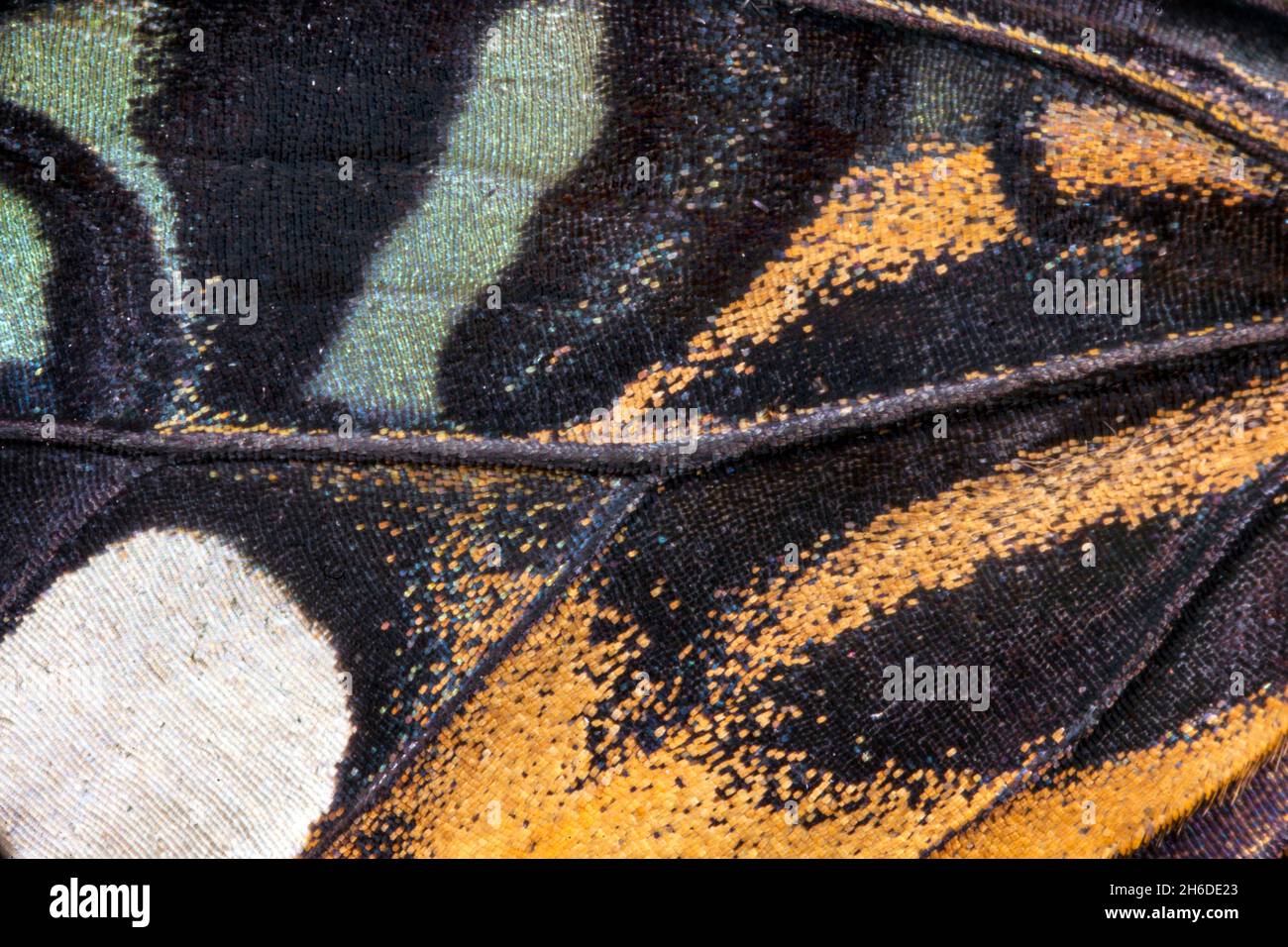 Clipper (Parthenos sylvia, Papilio slyvia), détail de la partie supérieure d'une aile Banque D'Images