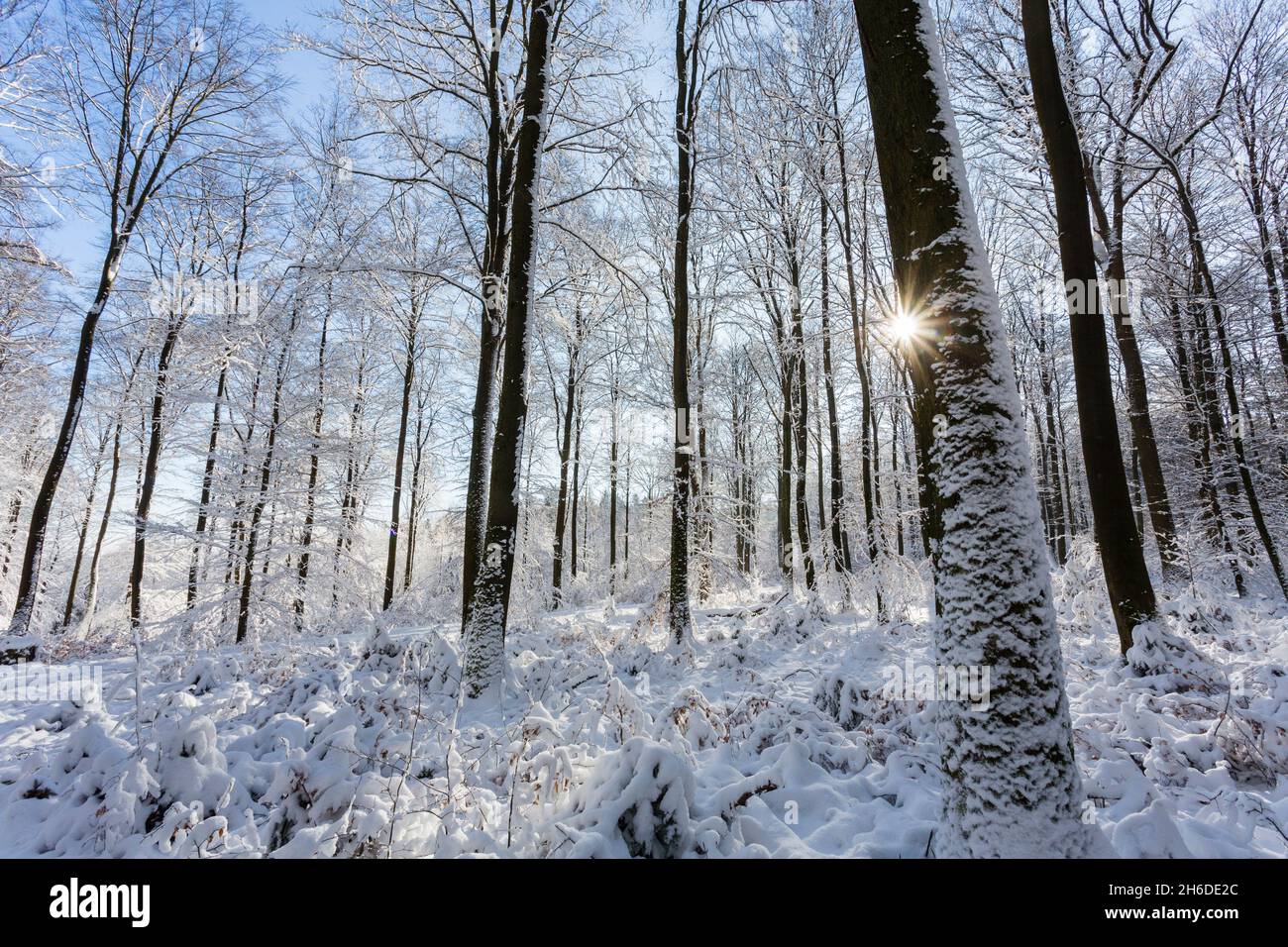 Hêtre commun (Fagus sylvatica), sangsues en forêt d'hiver en contre-jour, arbre de l'année 2022, Allemagne, Odenwald Banque D'Images