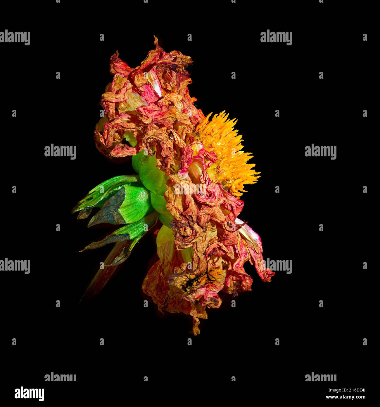 georgina (Dahlia hortensis, Dahlia x hortensis), tête de fleur garée, vue latérale Banque D'Images