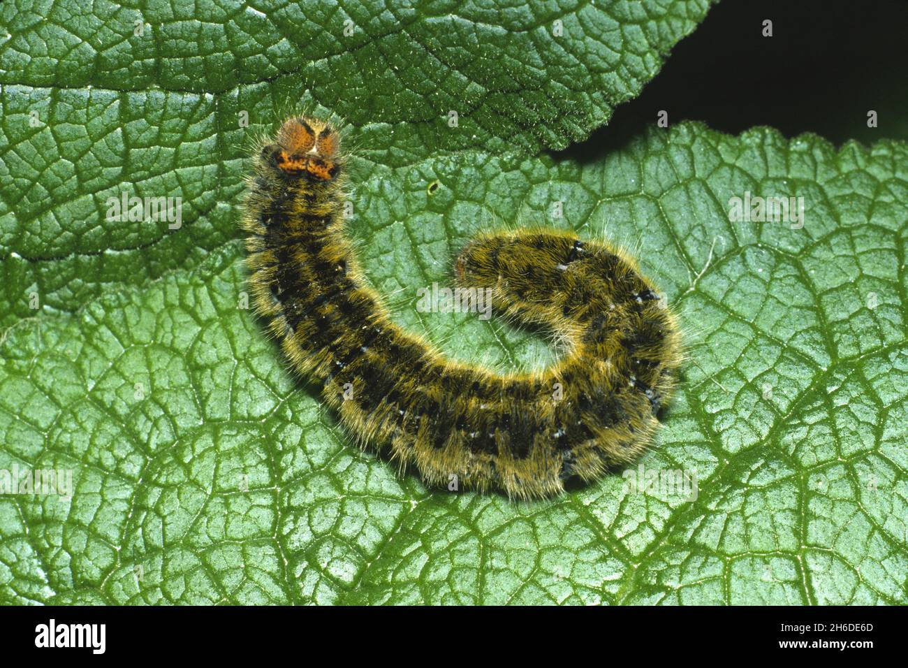 Herbe eggar (Lasiocampa trifolii, Pachygastria trifolii), chenille sur une feuille, Allemagne Banque D'Images