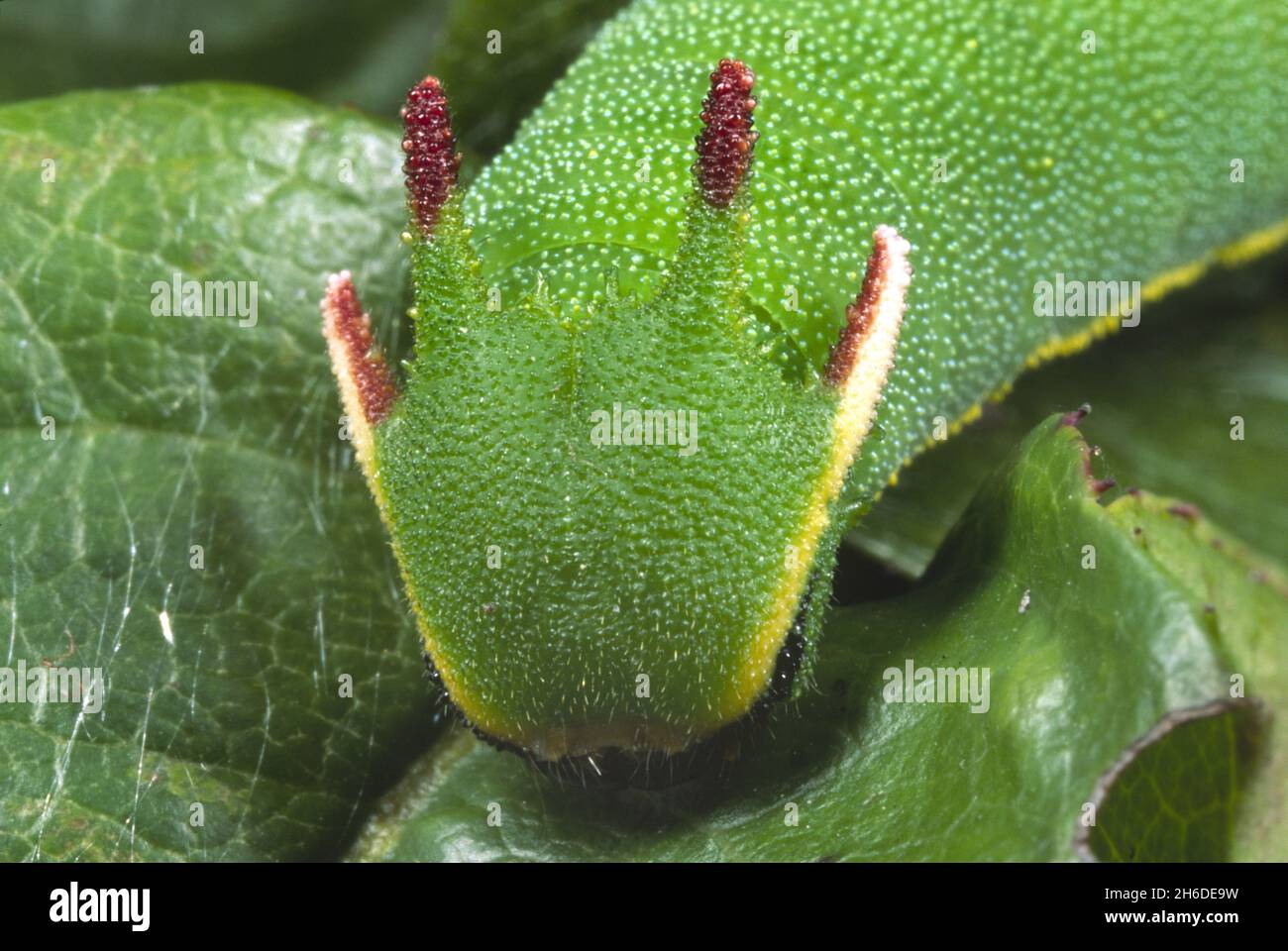 Pasha à deux queues, empereur Foxy (Charax jasius), portrait d'une chenille Banque D'Images
