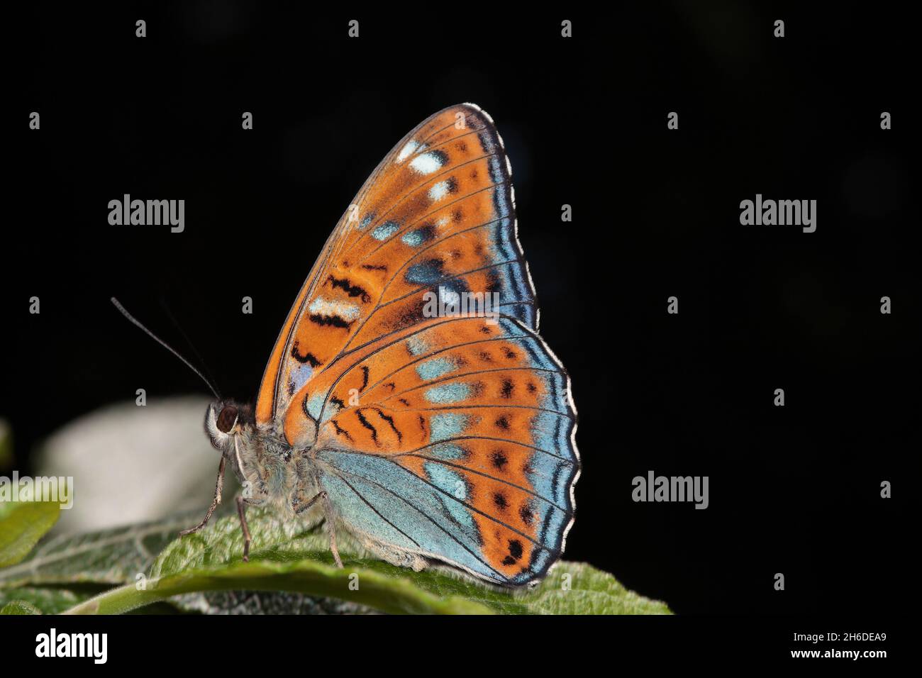 Peuplier amiral (Limenitis populi), homme assis sur une feuille, Allemagne Banque D'Images