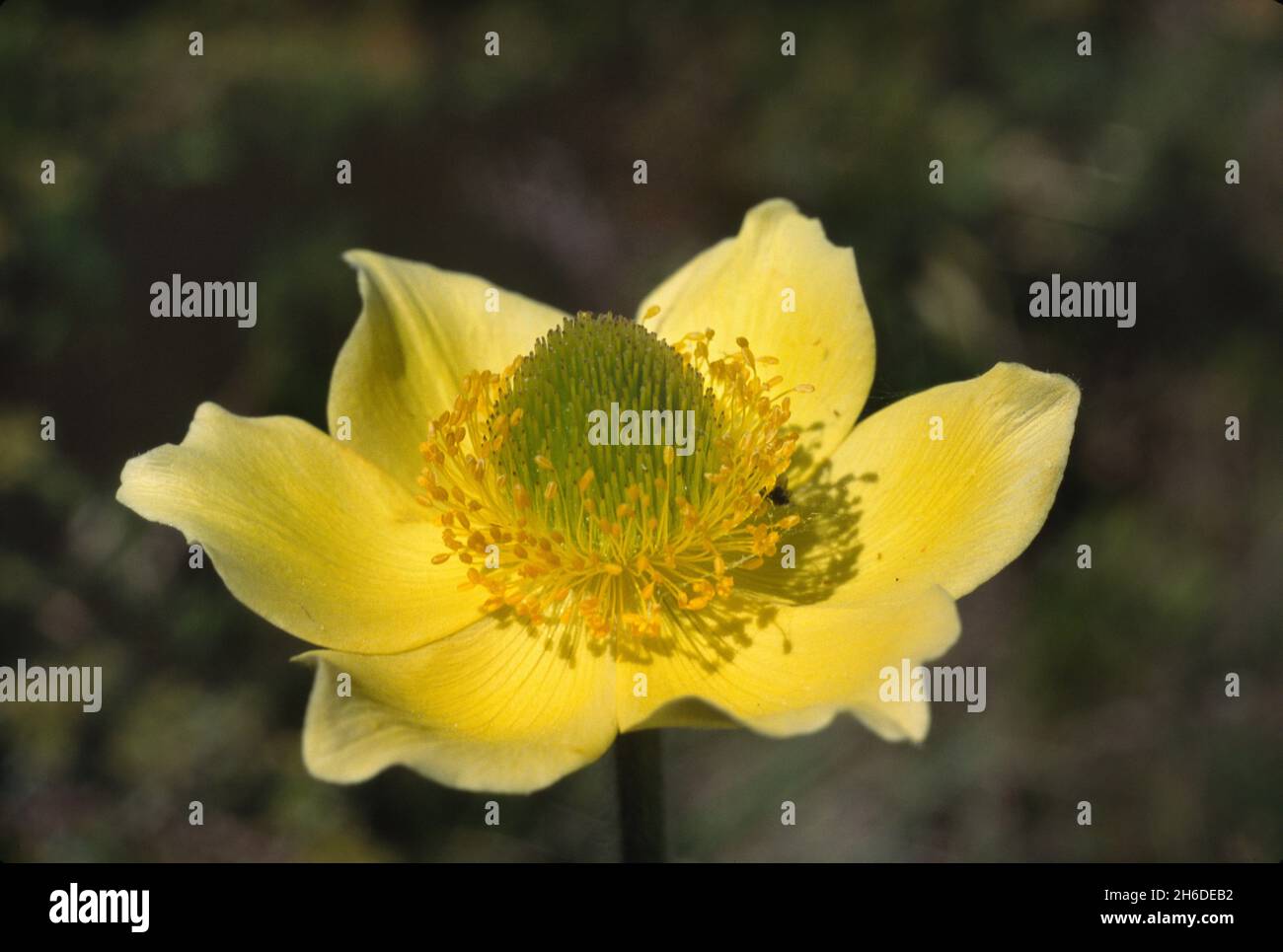 Anémone alpine (Pulsatilla alpina, Anemone alpina), fleur unique, Allemagne Banque D'Images