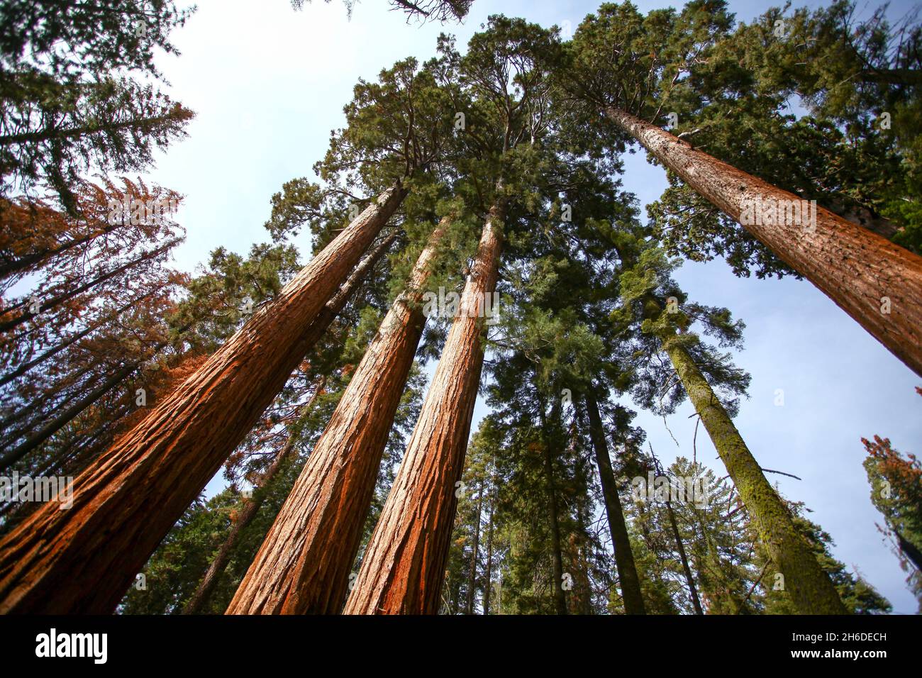 Le Séquoia géant (bois rouge) des arbres au parc national de Sequoia et de Kings, California, USA Banque D'Images