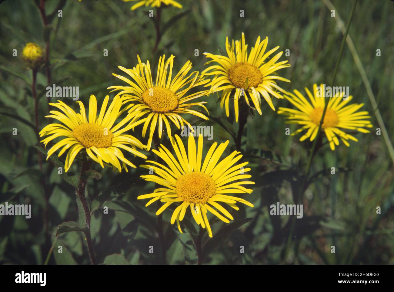 fleabane irlandais (Inula salicina), têtes de fleurs, Allemagne Banque D'Images