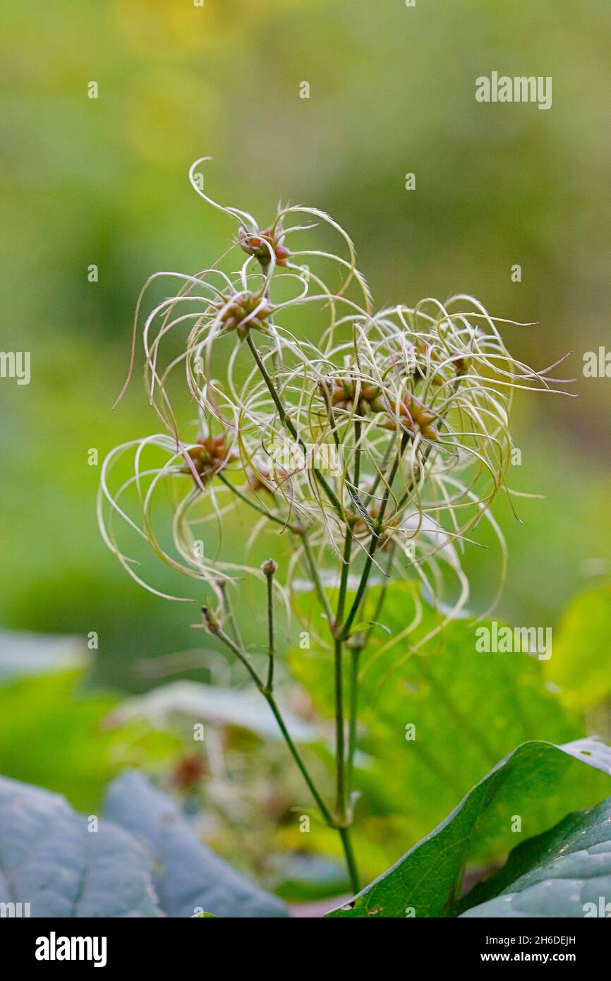 Travelers Joy, Old Man's Beard (Clematis vitalba), infractescenses, Allemagne Banque D'Images