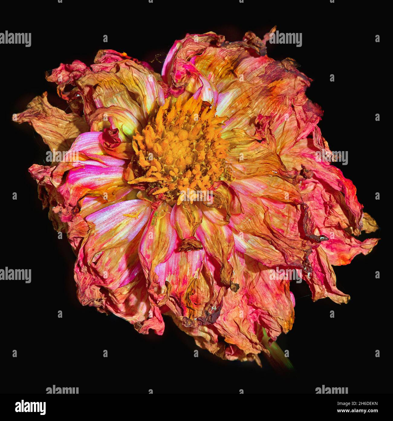 georgina (Dahlia hortensis, Dahlia x hortensis), tête de fleur garée Banque D'Images