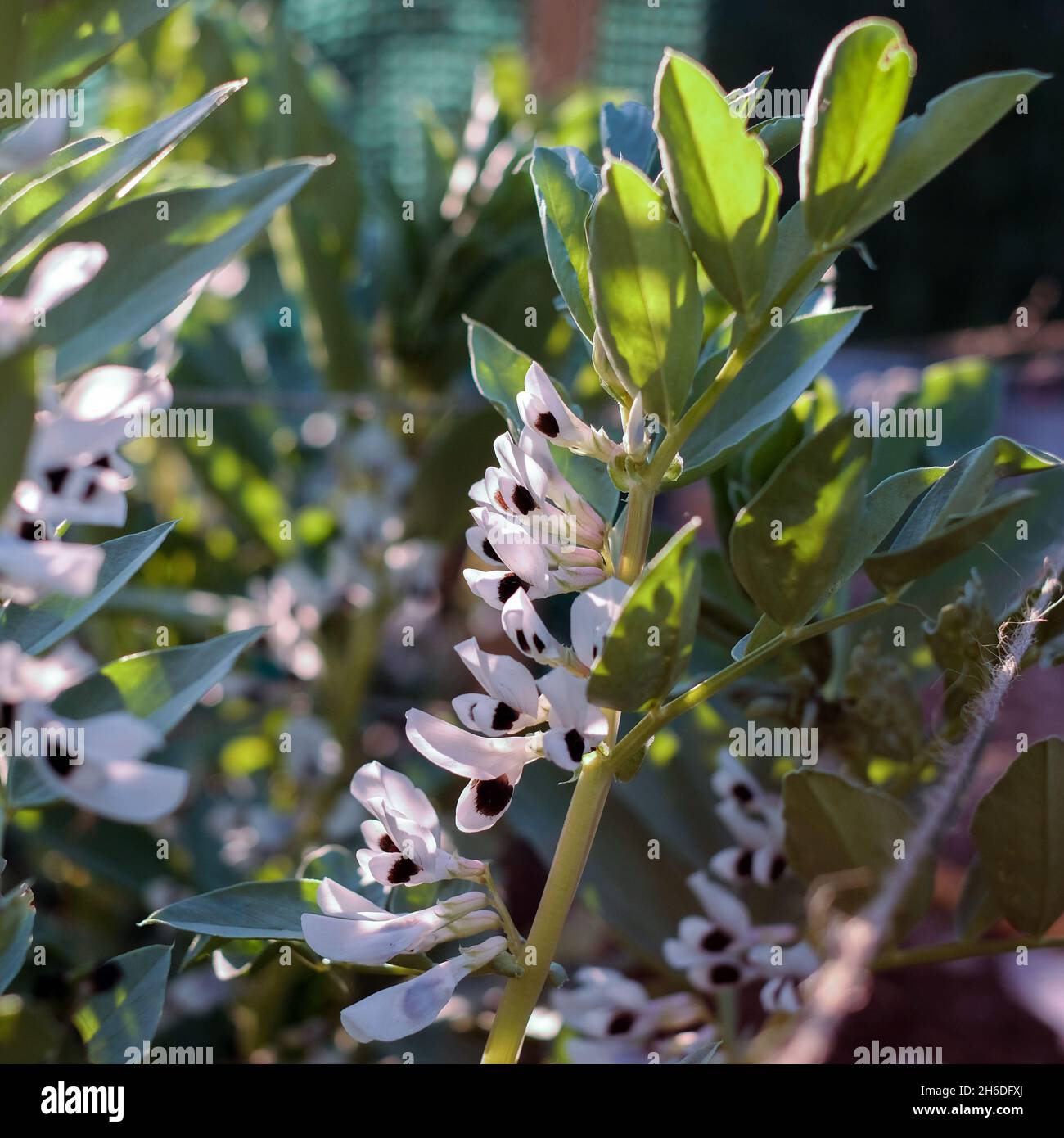 Les fèves en fleur Banque D'Images