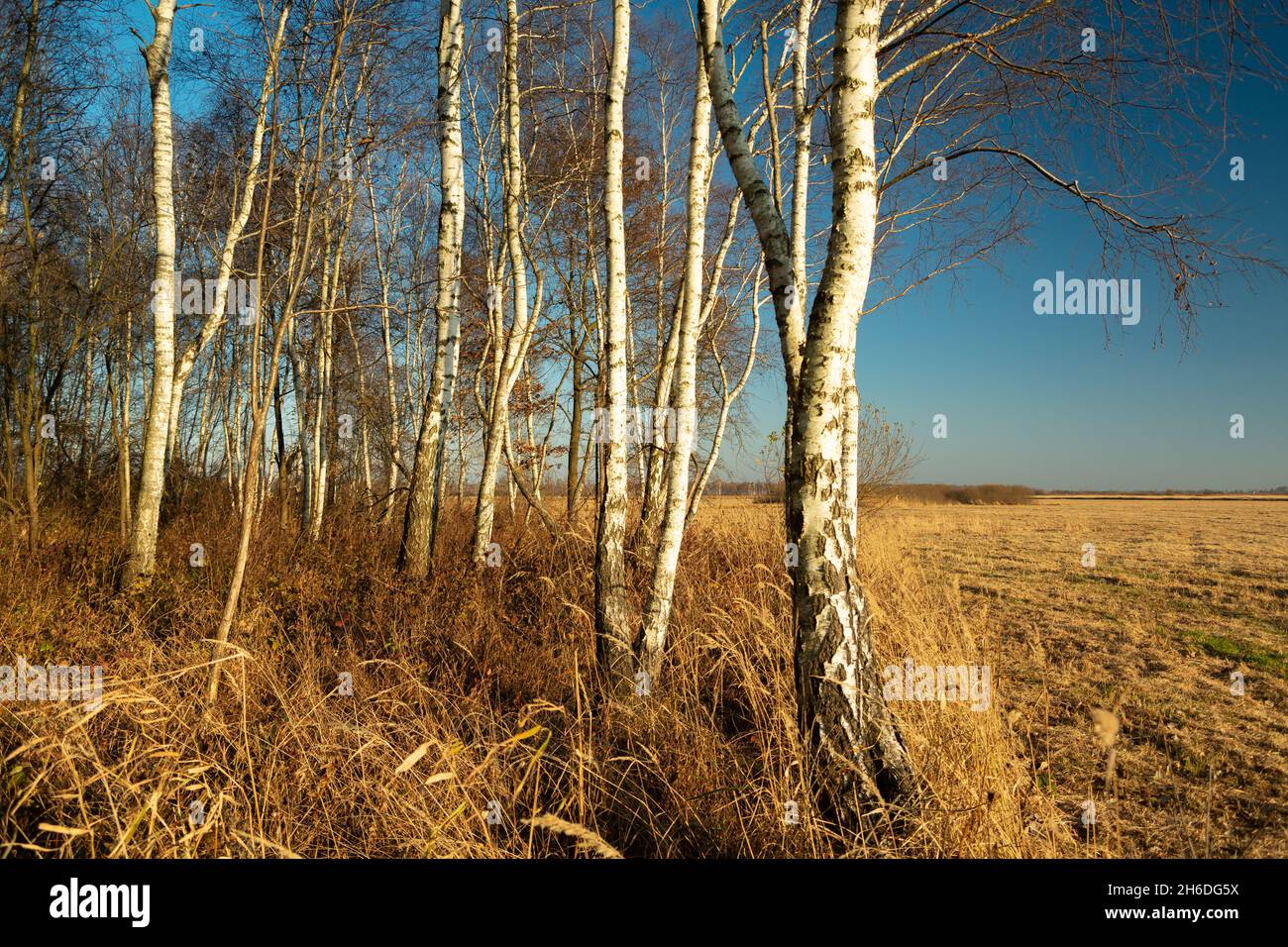 Forêt de bouleau sur le bord de la prairie et le ciel bleu, le jour d'octobre Banque D'Images