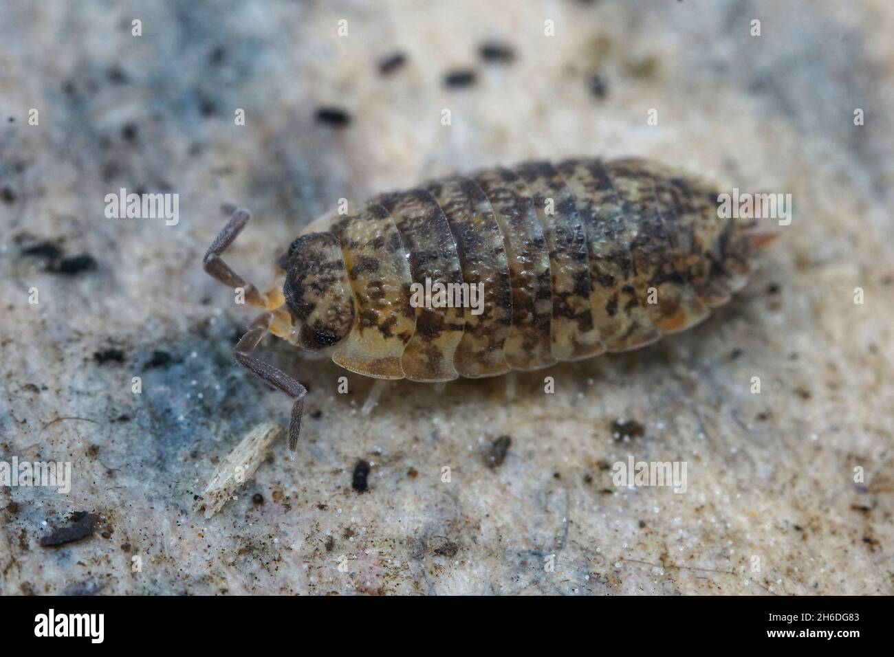 Gros plan sur une maison commune de bois rugueux, scabre de Porcellio, sur un piec Banque D'Images