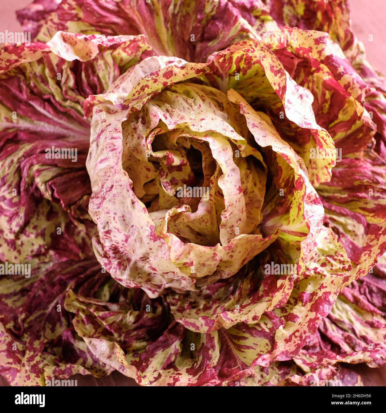 Radicchio 'Variegata di Castelfrancoc' Banque D'Images