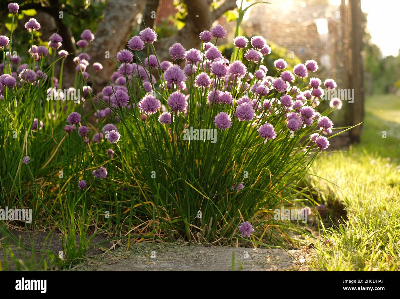 La ciboulette (Allium schoenoprasum) Banque D'Images