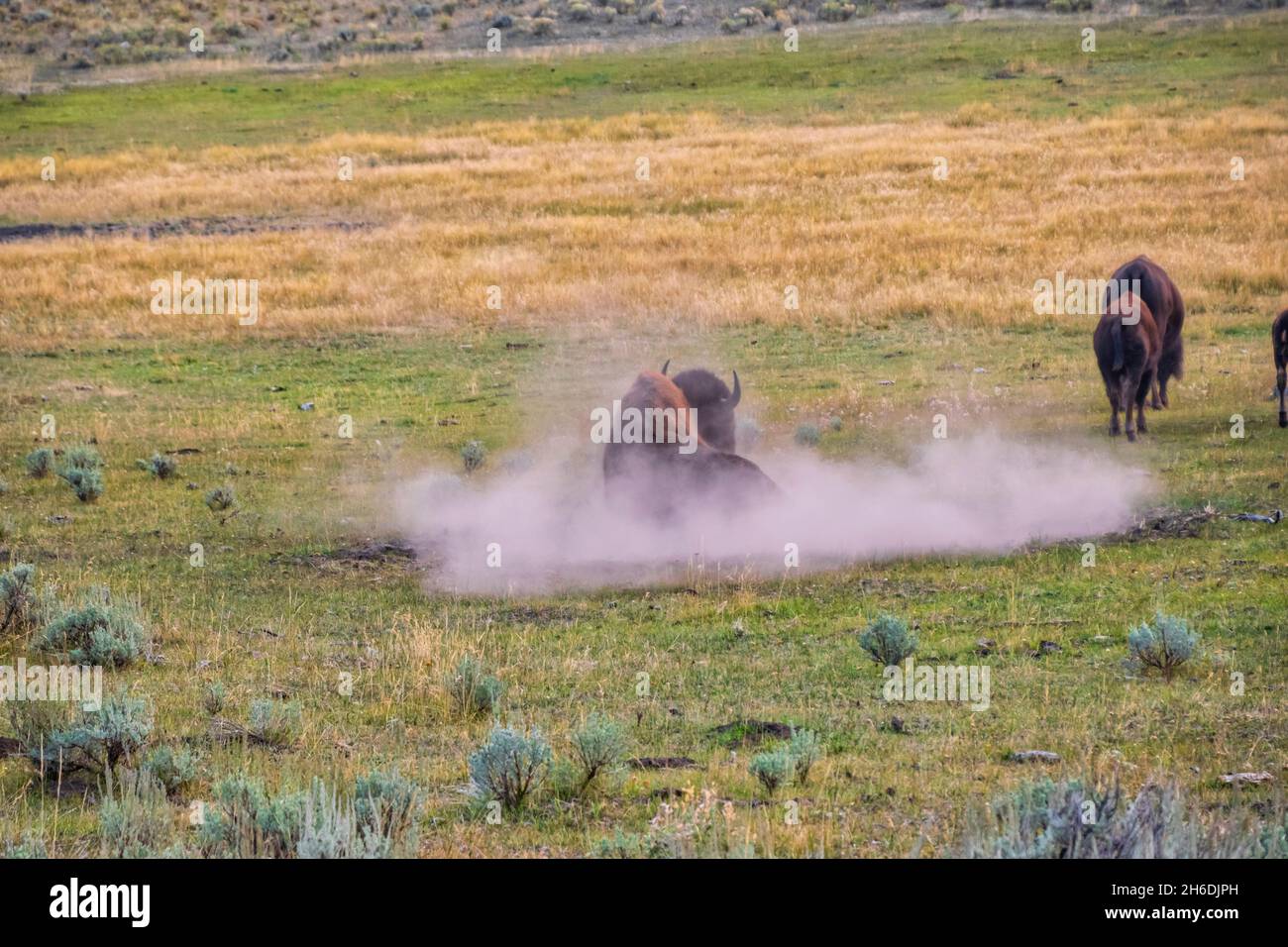 Le bison américain roule dans une allow en prenant un bain de poussière Banque D'Images