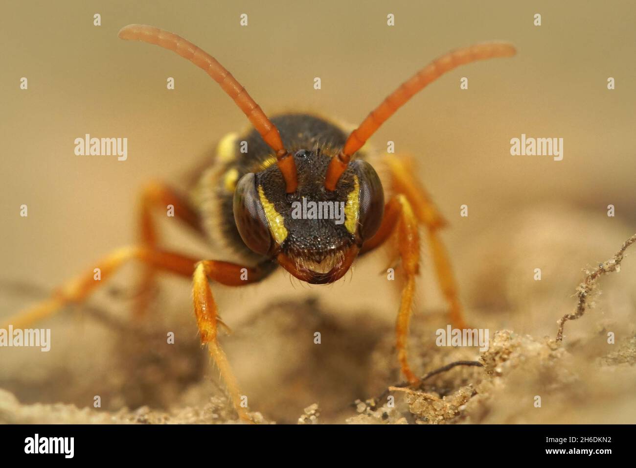 Gros plan frontal d'une femelle, l'abeille nomade de Gooden, Banque D'Images