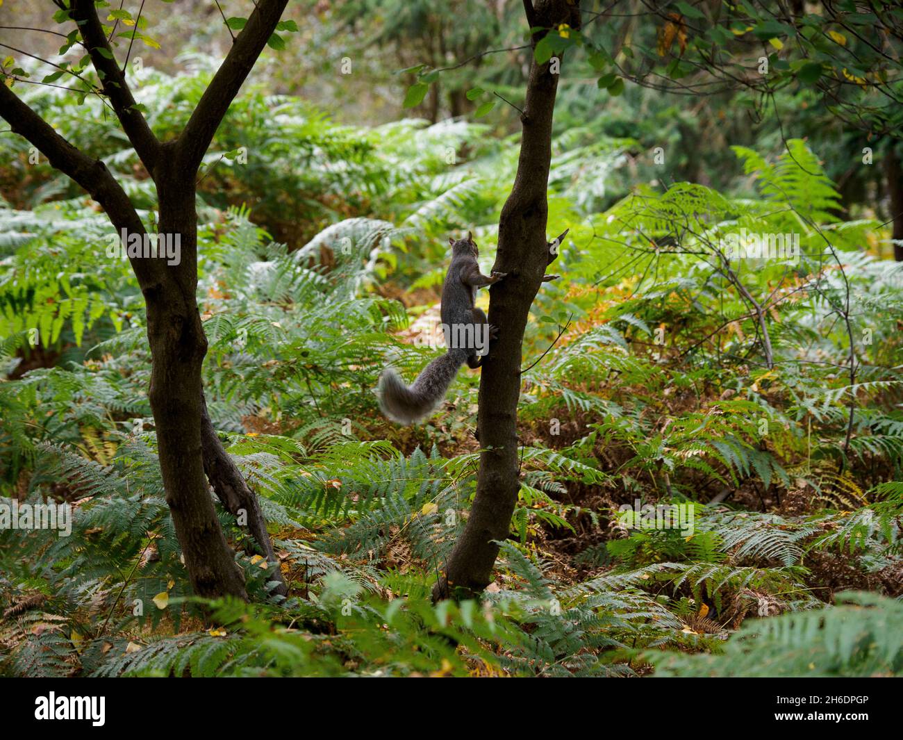 Sciurus carolinensis, écureuil gris, New Forest, Hampshire, Royaume-Uni Banque D'Images