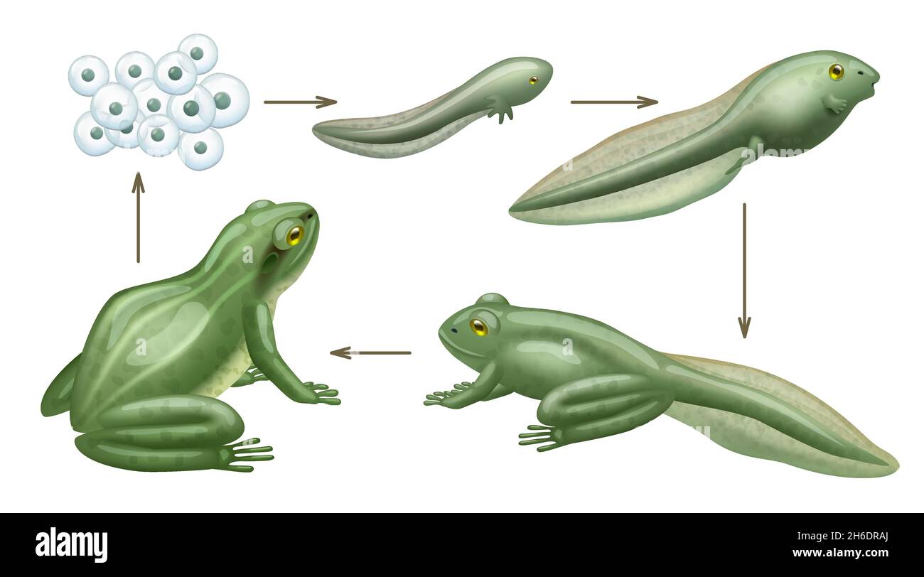 Durée de vie du cycle de grenouille.Croissance des animaux aquatiques évolution des têtards d