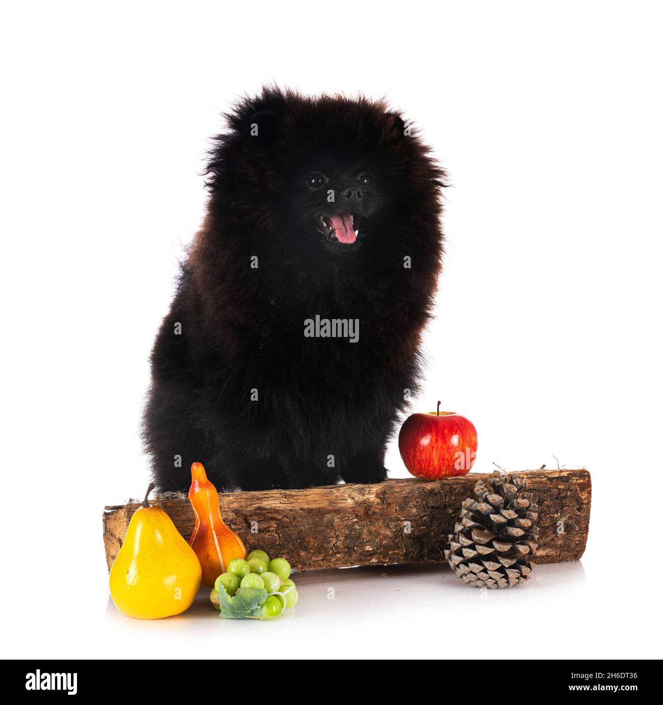 Pomeranian jeunes in front of white background Banque D'Images